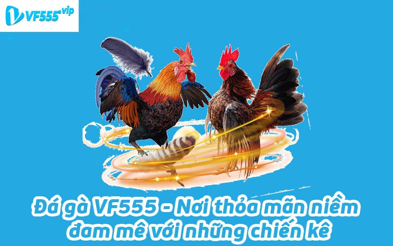 đá gà VF555